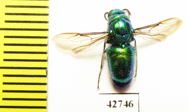 Chrysididae sp.  Kazakhstan - INSECTS-STORE.RU
