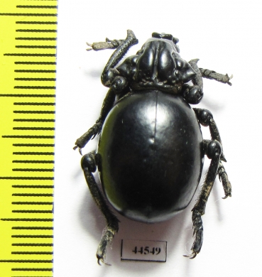 Brachyceridae sp.7  South Africa Rep. - INSECTS-STORE.RU