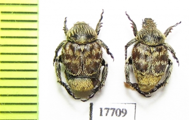 Hopliini sp.  South Africa Rep. - INSECTS-STORE.RU