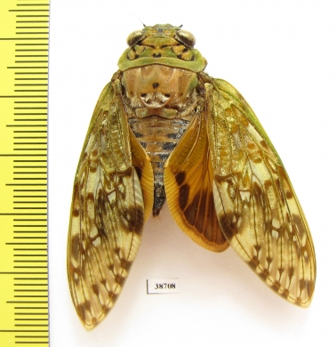 Homoptera sp.  Madagascar - INSECTS-STORE.RU