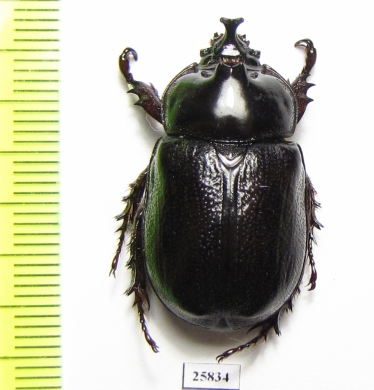 Dynastinae sp.  South Africa Rep. - INSECTS-STORE.RU