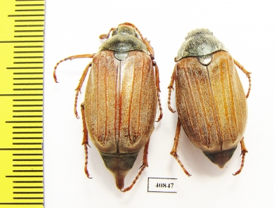 Melolontha melolontha, pair  Russia, Belgorod reg. - INSECTS-STORE.RU