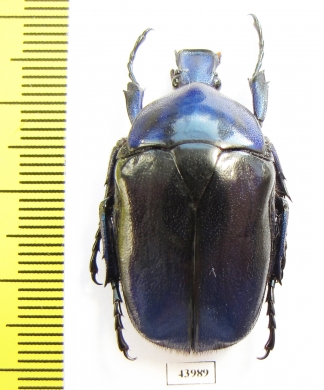 Torynorrhina fulvopilosa  China - INSECTS-STORE.RU