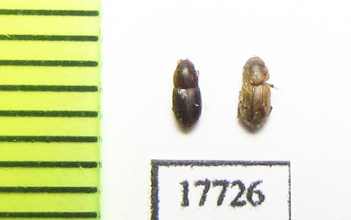 Aphodiinae sp.  Botswana - INSECTS-STORE.RU