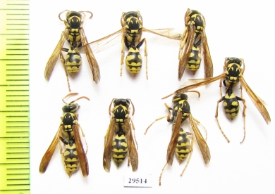 Hymenoptera sp.  Tajikistan - INSECTS-STORE.RU