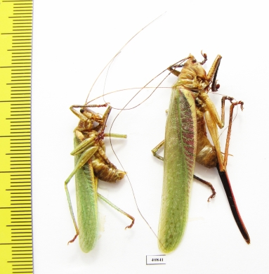 Orthoptera sp., pair  Bolivia - INSECTS-STORE.RU