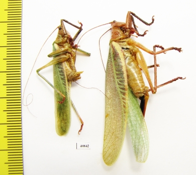 Orthoptera sp., pair  Bolivia - INSECTS-STORE.RU