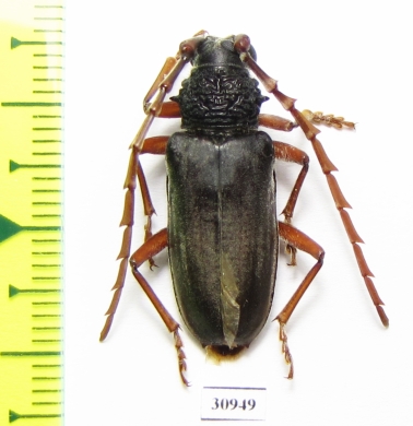 Cerambycidae sp.  South Africa Rep. - INSECTS-STORE.RU