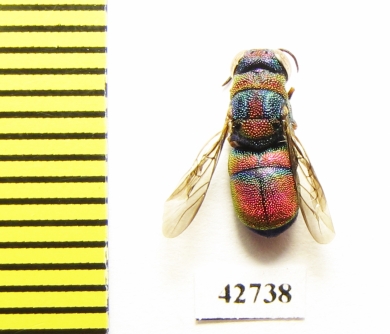 Chrysididae sp.  Kazakhstan - INSECTS-STORE.RU