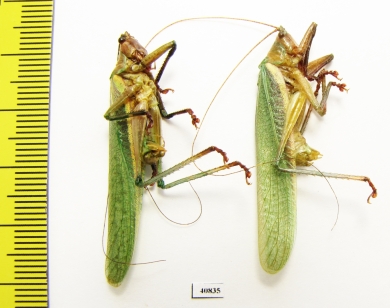 Orthoptera sp.  Bolivia - INSECTS-STORE.RU