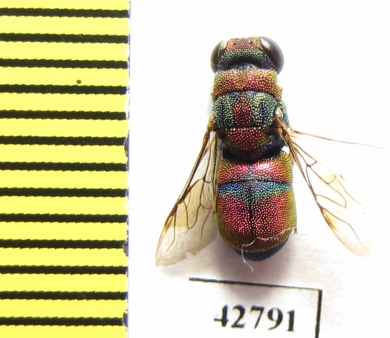 Chrysididae sp.  Kazakhstan - INSECTS-STORE.RU