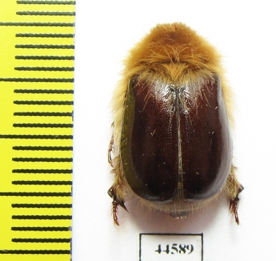 Sparrmannia sp.1  South Africa Rep. 16mm - INSECTS-STORE.RU