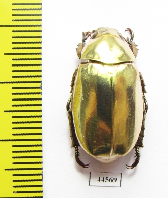 Chrysina kalinini  Panama - INSECTS-STORE.RU