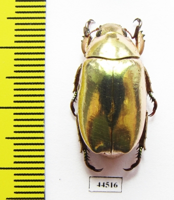 Chrysina kalinini  Panama - INSECTS-STORE.RU