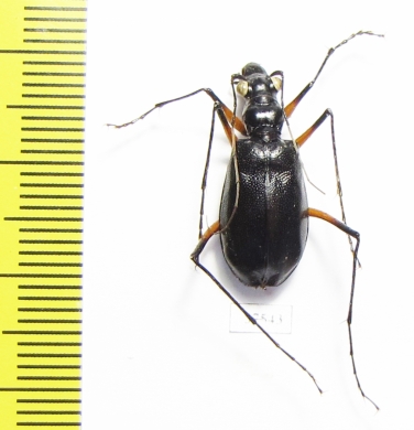 Oxycheila sp.  Ecuador - INSECTS-STORE.RU