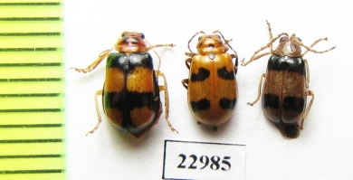 Chrysomelidae sp.  South Africa Rep. - INSECTS-STORE.RU