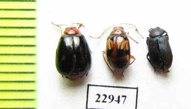 Chrysomelidae sp.  South Africa Rep. - INSECTS-STORE.RU