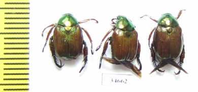 Popilia sp.  China, Tibet - INSECTS-STORE.RU