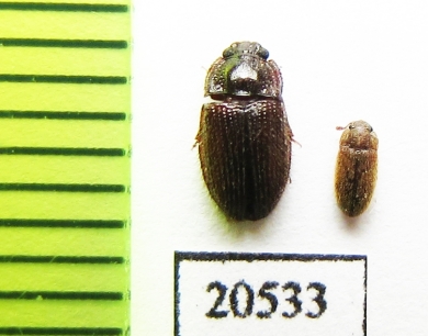 Biphyllidae sp.  Peru - INSECTS-STORE.RU