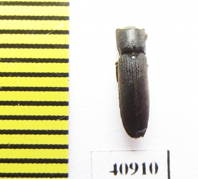 Melasis buprestoides  Russia - INSECTS-STORE.RU