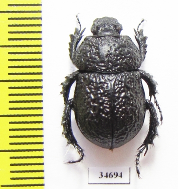Odontotrypes haba  China - INSECTS-STORE.RU