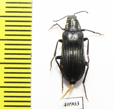 Melandrya dubia  Russia, Tver reg. - INSECTS-STORE.RU