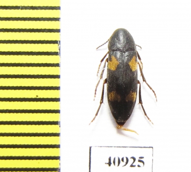 Dircaea quadriguttata  Russia, Tver reg. - INSECTS-STORE.RU