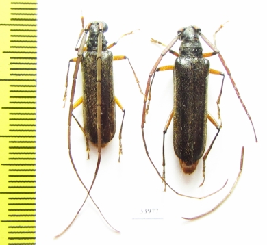 Cerambycidae sp.  Panama - INSECTS-STORE.RU