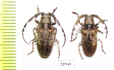 Cerambycidae sp.  South Africa Rep. - INSECTS-STORE.RU