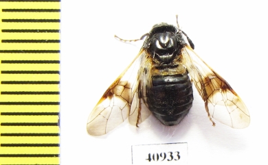 Cimbicidae sp.  Russia, Tver reg. - INSECTS-STORE.RU