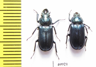 Platycerus caprea, pair  Russia, Tver reg. - INSECTS-STORE.RU