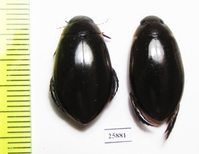 Dytiscidae sp.  South Africa Rep. - INSECTS-STORE.RU