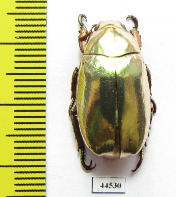 Chrysina kalinini  Panama - INSECTS-STORE.RU