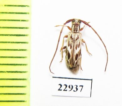 Cerambycidae sp.  South Africa Rep. - INSECTS-STORE.RU