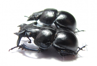 Lethrus glaber, pair  Uzbekistan - INSECTS-STORE.RU