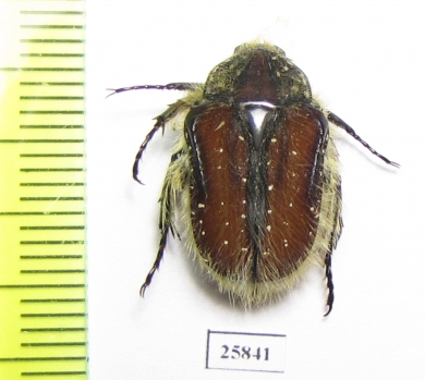 Trichostetha capensis ssp.  South Africa Rep. - INSECTS-STORE.RU