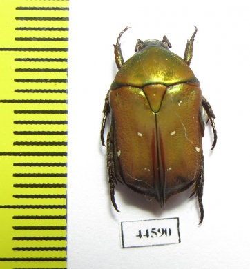 Protaetia taciturna  Indonesia, Sulawesi - INSECTS-STORE.RU