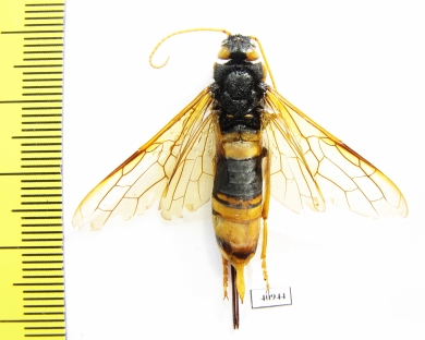 Siricidae sp.  Russia, Tver reg. - INSECTS-STORE.RU