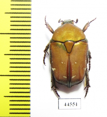 Protaetia taciturna  Indonesia, Sulawesi - INSECTS-STORE.RU