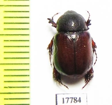 Podalgus nazarovi  Iran, Khuzestan prov. - INSECTS-STORE.RU