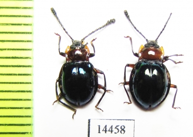 Endomychidae sp.  Indonesia, Papua - INSECTS-STORE.RU