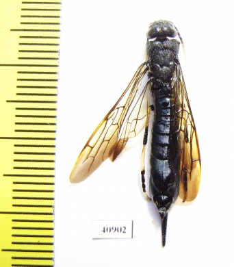 Siricidae sp.  Russia, Tver reg. - INSECTS-STORE.RU