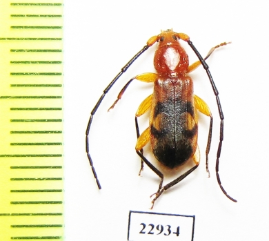 Cerambycidae sp.  South Africa Rep. - INSECTS-STORE.RU