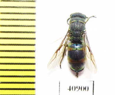 Chrysididae sp.  Russia, Tver reg. - INSECTS-STORE.RU