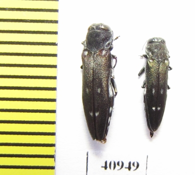 Agrilus ater  Russia, Tver reg. - INSECTS-STORE.RU