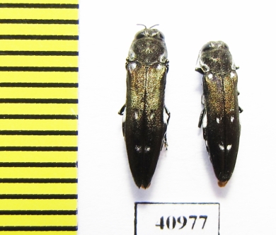 Agrilus ater  Russia, Tver reg. - INSECTS-STORE.RU