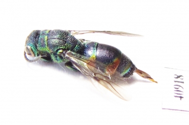 Chrysididae sp.  Russia, Tver reg. - INSECTS-STORE.RU