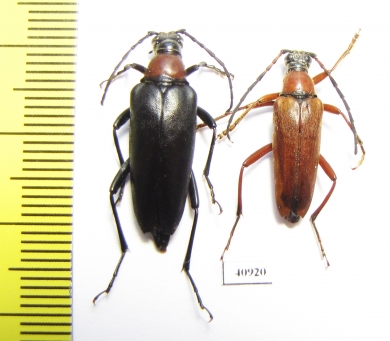 Macroleptura thoracica, pair  Russia, Tver reg. - INSECTS-STORE.RU