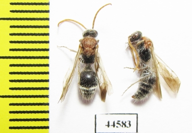 Mutillidae sp.  Tajikistan - INSECTS-STORE.RU