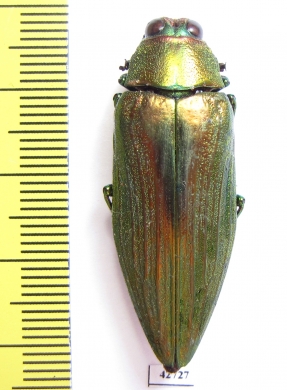 Chrysochroa purpureiventris  Malaysia - INSECTS-STORE.RU